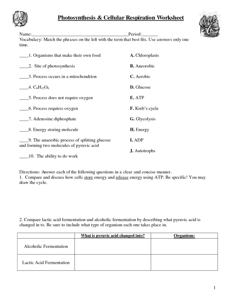 Learn About Cellular Respiration Worksheet Answers