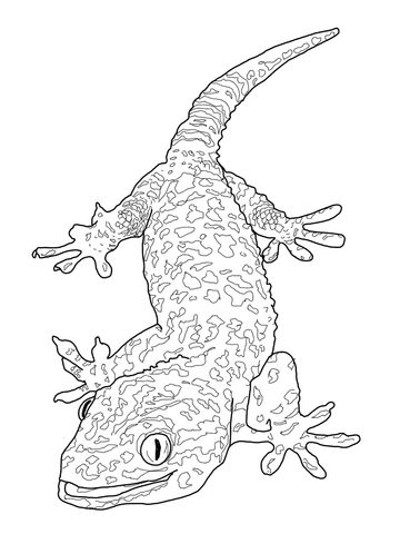Realistic Gecko Coloring Page