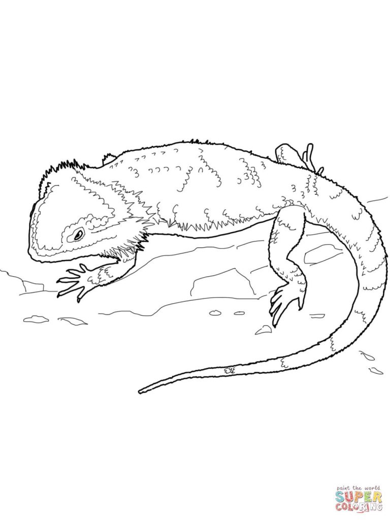 Bearded Dragon Coloring Book