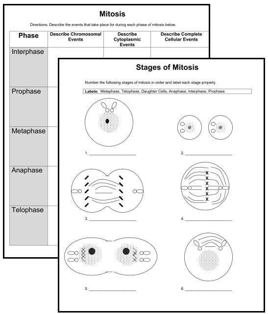 Mitosis And Meiosis Worksheet Pdf