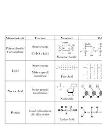 Macromolecules Worksheet Answers Biology