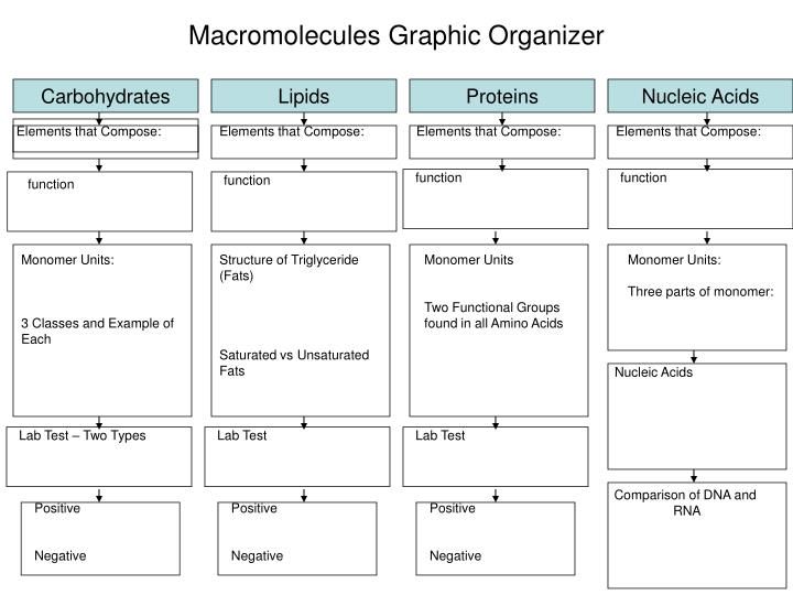Macromolecules Worksheet #2 Answers