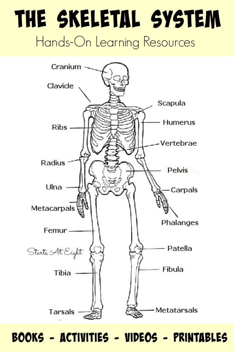 7th Grade Skeletal System Worksheet Answers