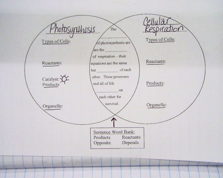 Comparing Photosynthesis And Respiration Worksheet Answers