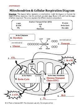 Energy Photosynthesis And Cellular Respiration Worksheet Answer Key
