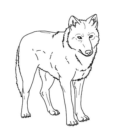 Realistic Wolf Pictures To Color