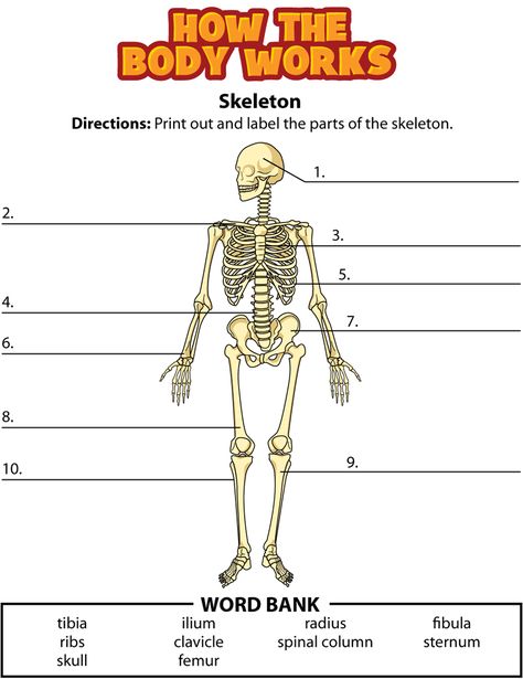 Label Skeletal System Worksheet Answers