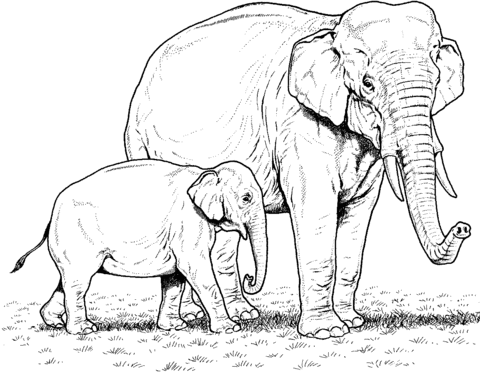 Realistic Baby Elephant Coloring Pages