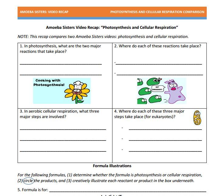 Biology Photosynthesis And Cellular Respiration Worksheet Answer Key