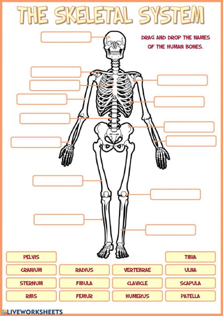 Skeletal System Worksheet Answers Pdf