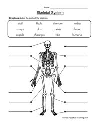 Science Skeletal System Worksheet Pdf