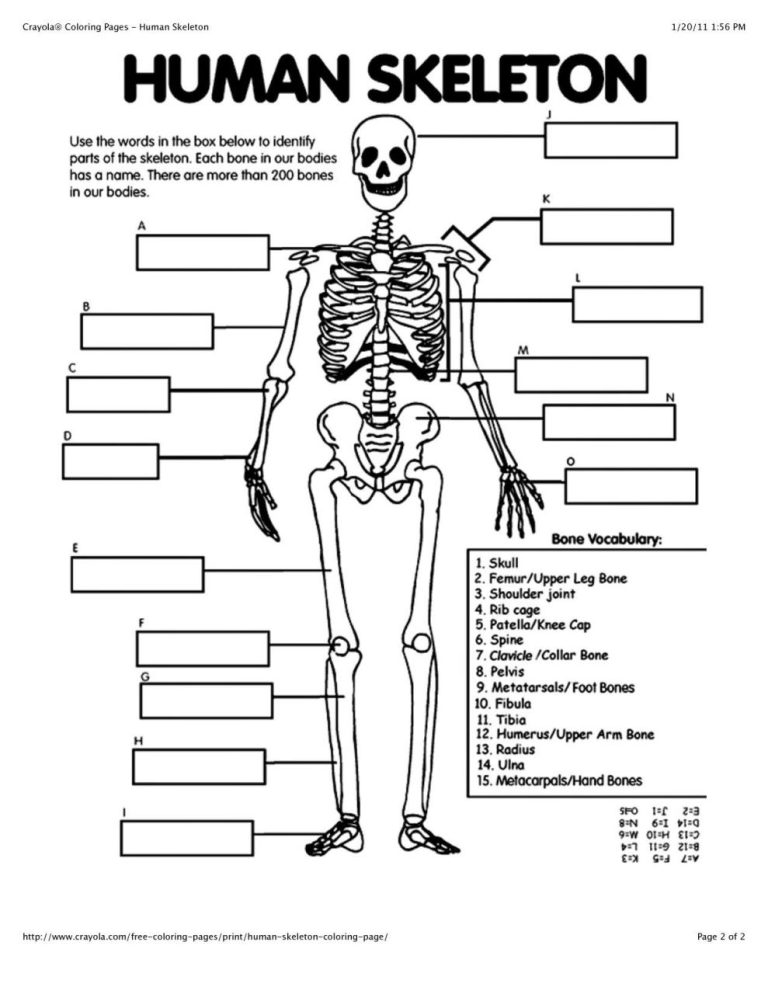 Skeletal System Worksheet Pdf Grade 6