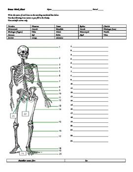 Chapter 2 Skeletal System Worksheet Answers