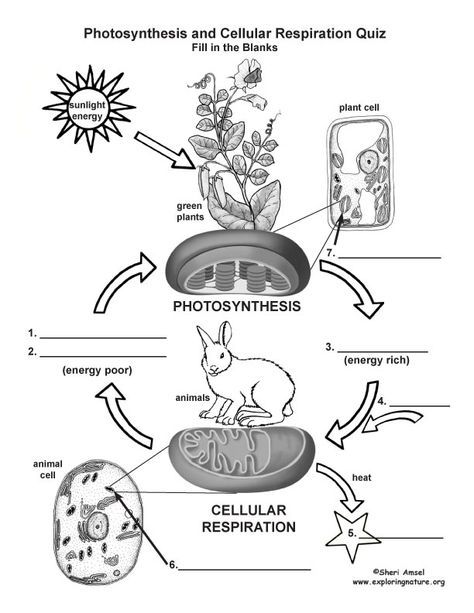 7th Grade Photosynthesis And Cellular Respiration Worksheet