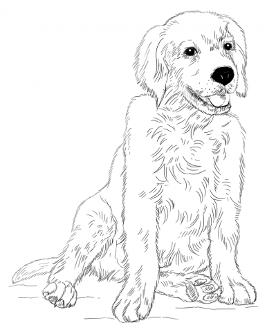 Golden Retriever Puppy Dog Coloring Pages
