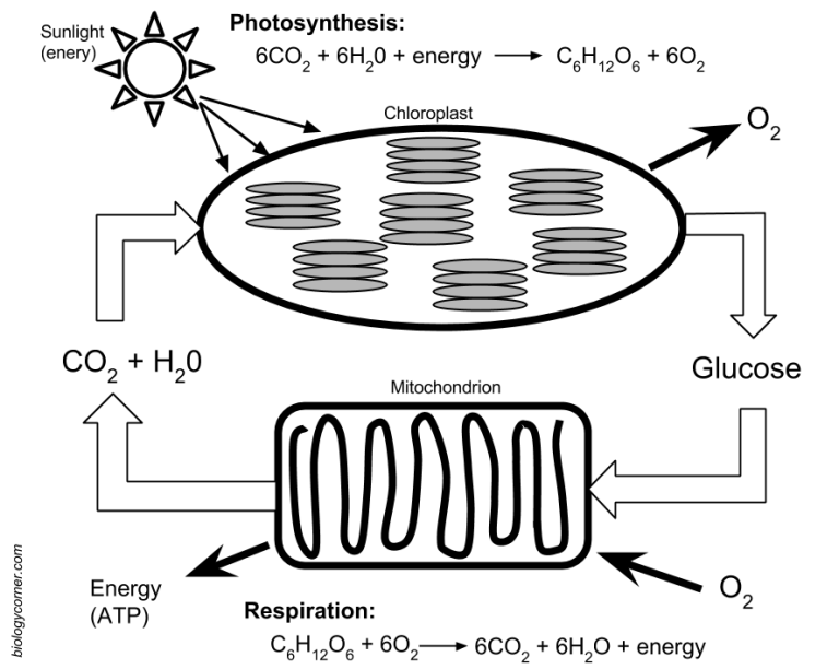 Modeling Photosynthesis And Cellular Respiration Worksheet Answer Key