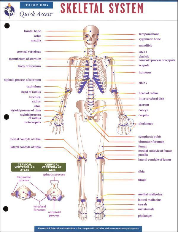 Printable Skeletal System Worksheet Pdf
