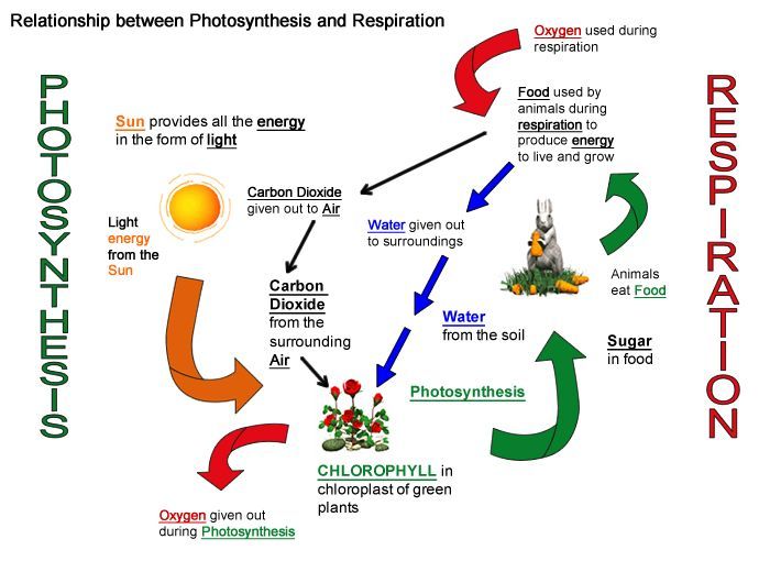 7th Grade Photosynthesis And Cellular Respiration Worksheet Answers