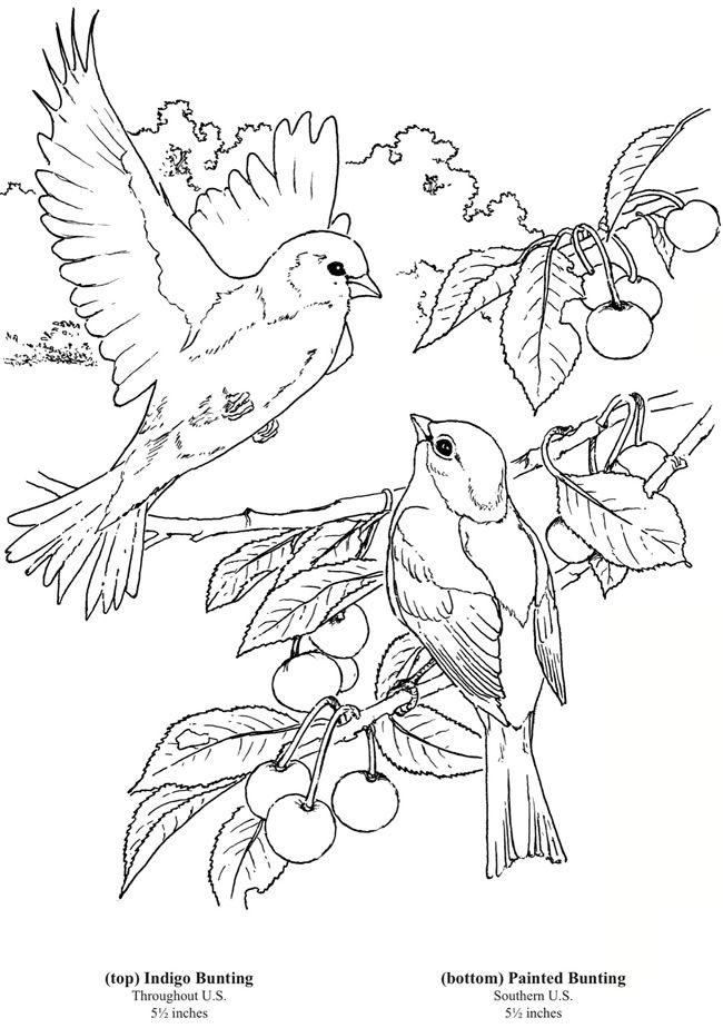 Colouring Birds For Kids