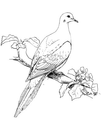 Mourning Dove Coloring Page