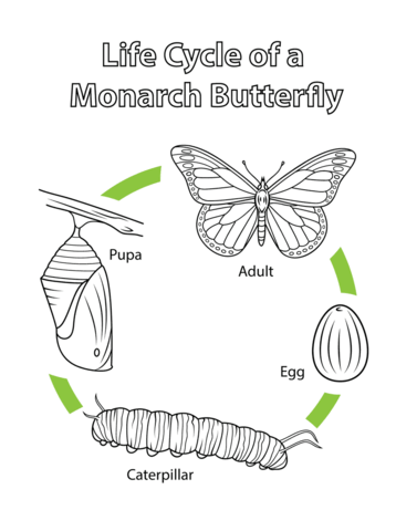 Printable Monarch Butterfly Life Cycle Worksheet