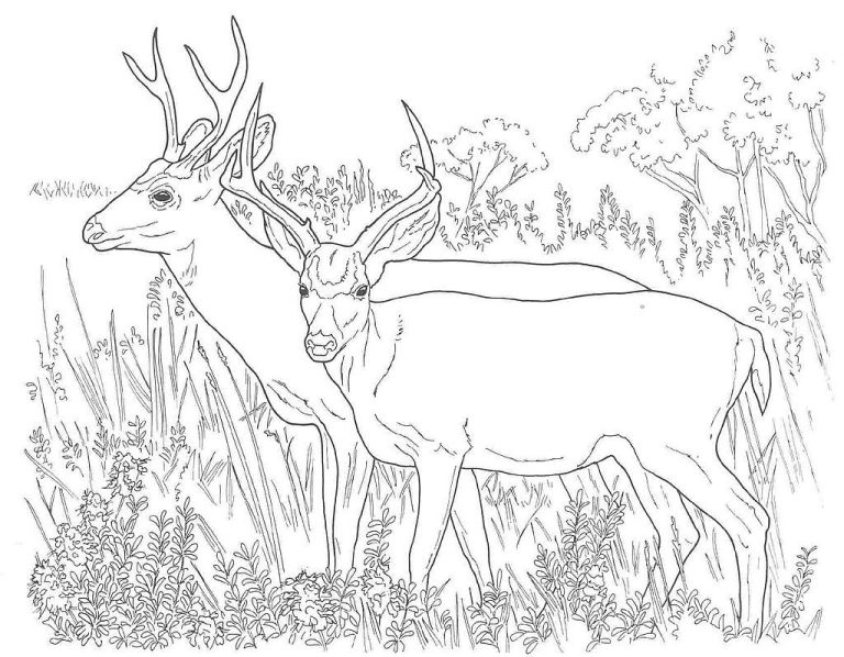 Hunting Coloring Pages For Kids