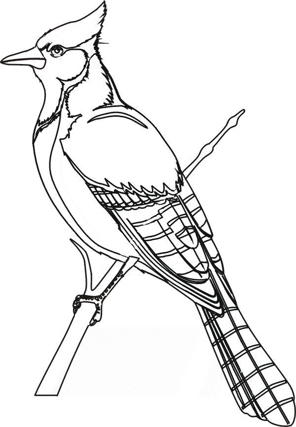 Cartoon Blue Jay Coloring Page