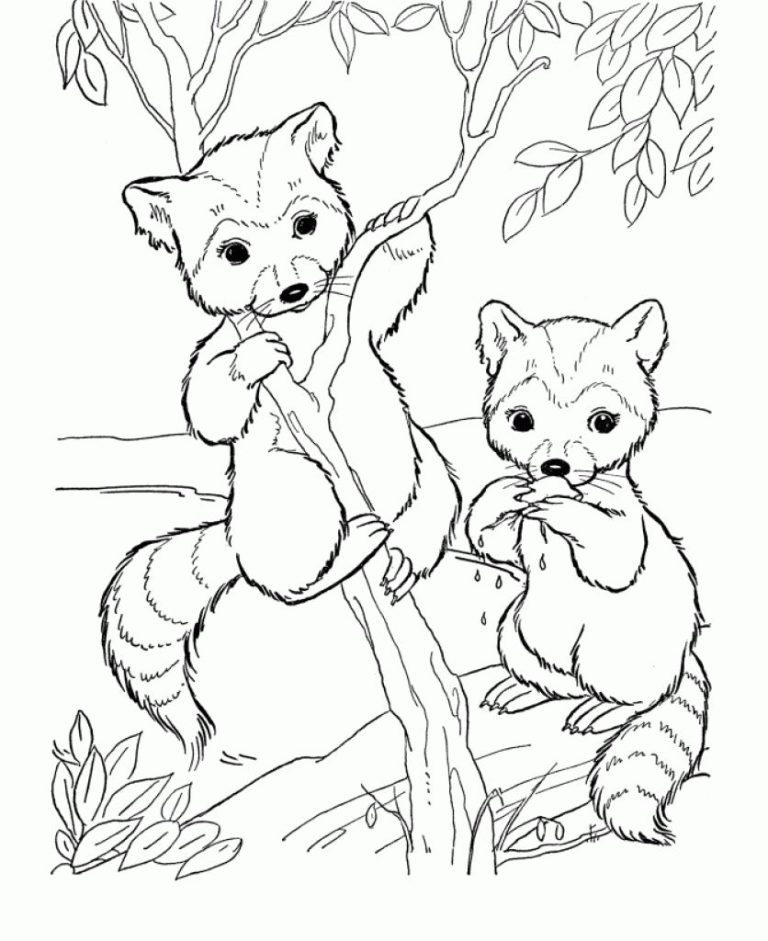 Printable Racoon Coloring Page