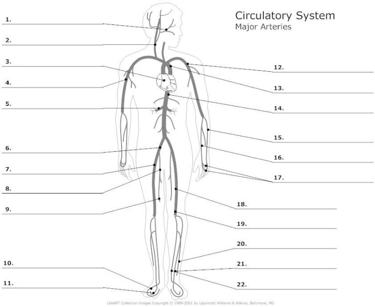 Circulatory System Major Arteries Worksheet Answers