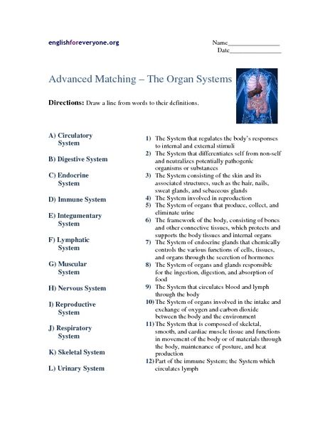 Circulatory System Matching Worksheet Answers