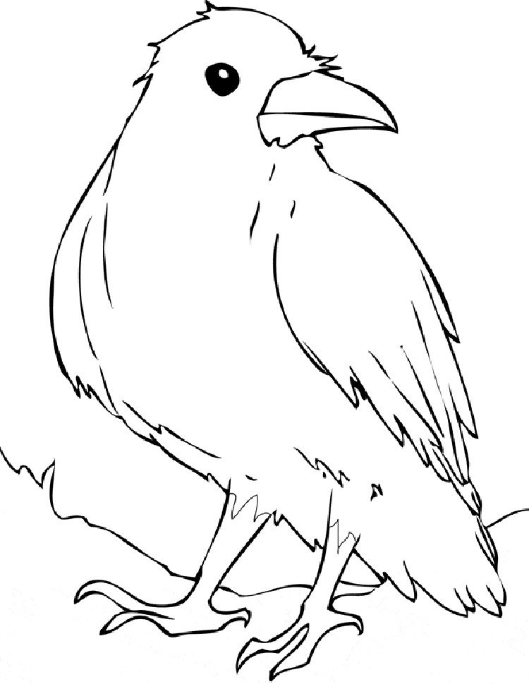 Bird Raven Coloring Pages