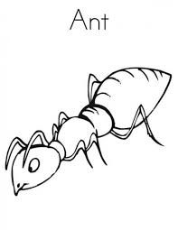 Ant Coloring Sheet