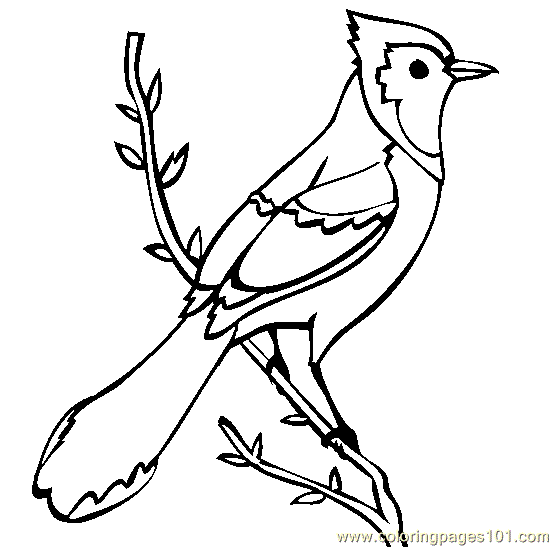 Blue Jay Coloring Pages For Kids