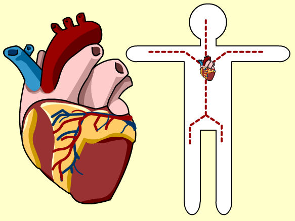 Brainpop Circulatory System Worksheet Answers