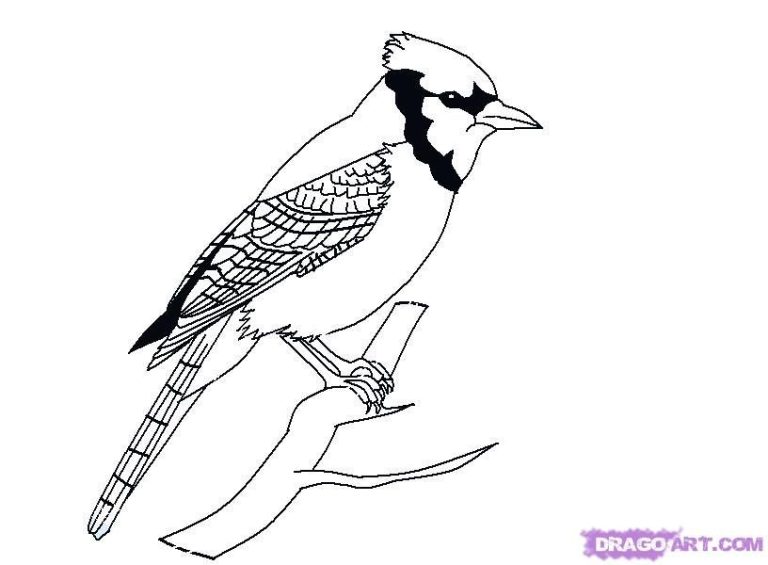 Outline Blue Jay Coloring Page