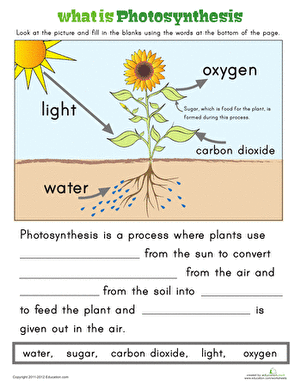 Science Growing Plants Worksheets For Grade 5