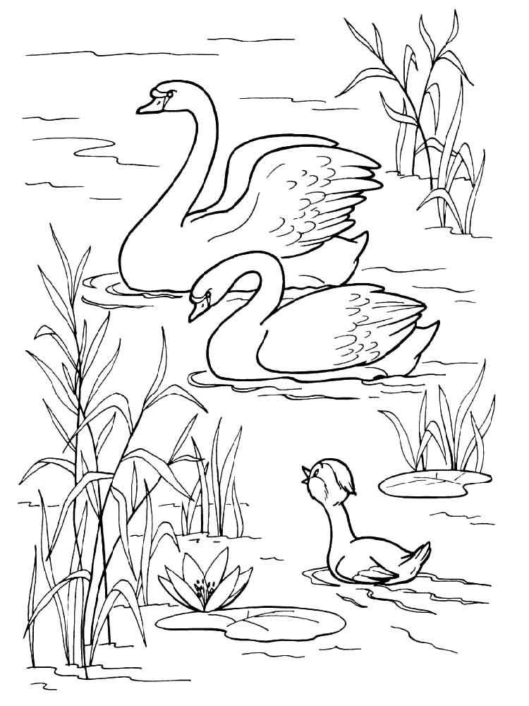Printable Swan Coloring Page