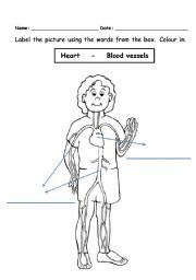 Simple Circulatory System Worksheet For Kids