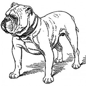 Bulldog Coloring Pages For Kids