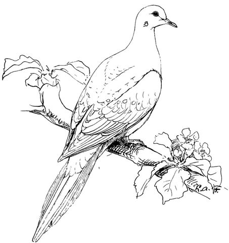 Realistic Dove Coloring Pages