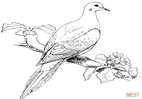 Dove Coloring Page Images