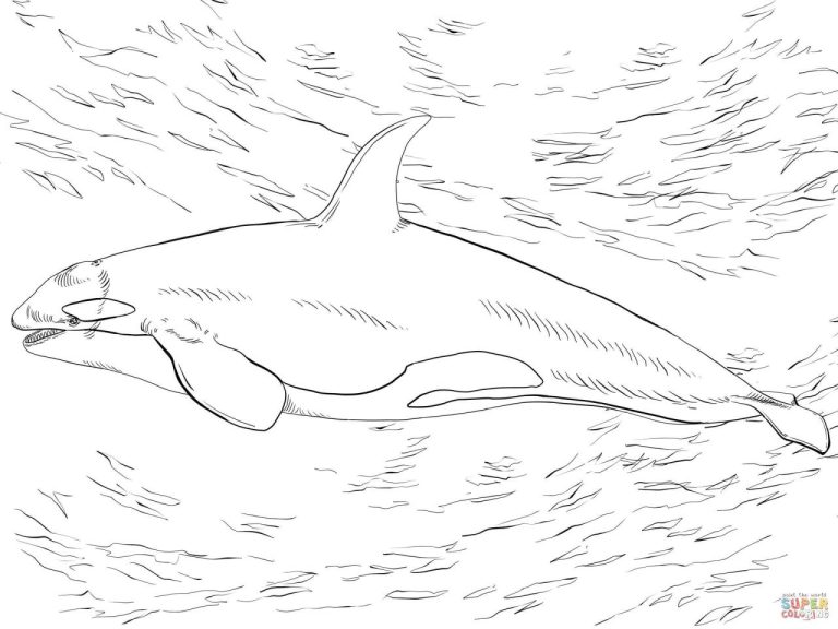 Cute Orca Coloring Pages