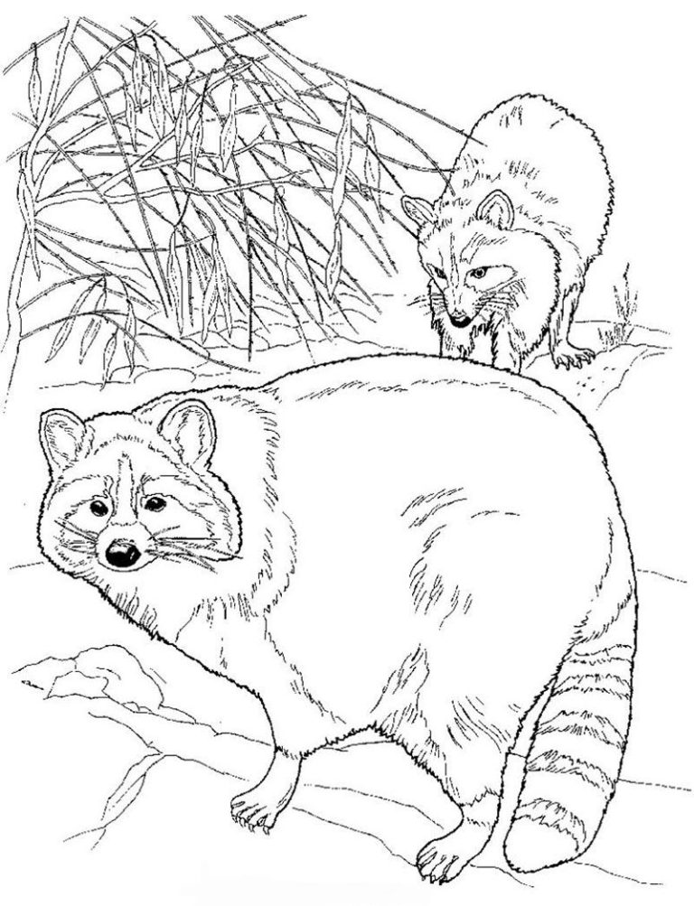 Racoon Coloring Pages For Kids