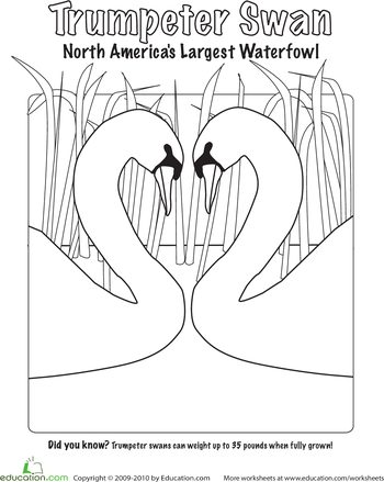 Trumpeter Swan Coloring Page