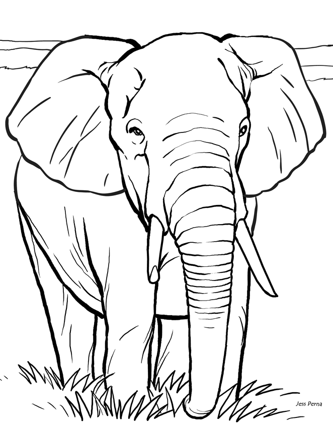 Elephant Pictures To Color Free