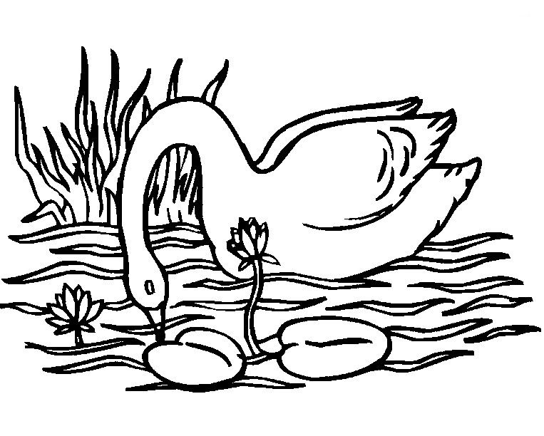 Baby Swan Coloring Pages