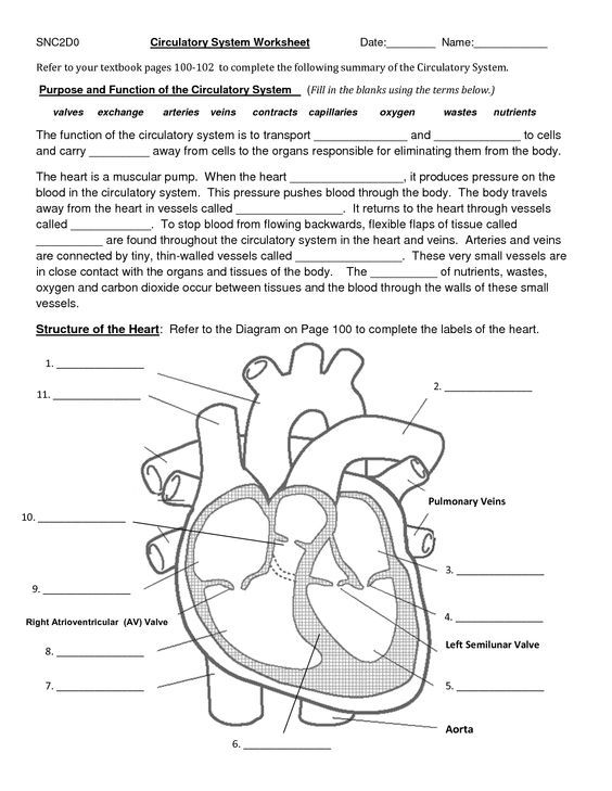 Grade 6 Circulatory System Worksheet Answers