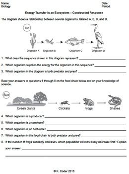 Food Chain And Food Web Worksheet Answer Key