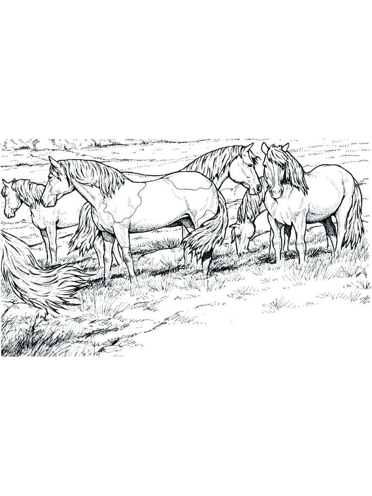 Wild Horse Printable Horse Pictures