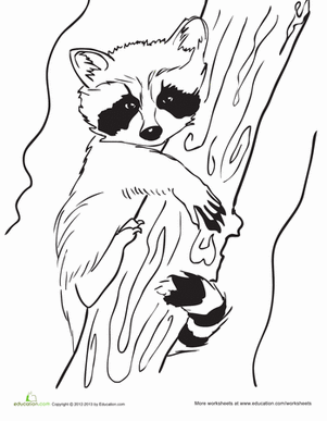 Cute Racoon Coloring Pages